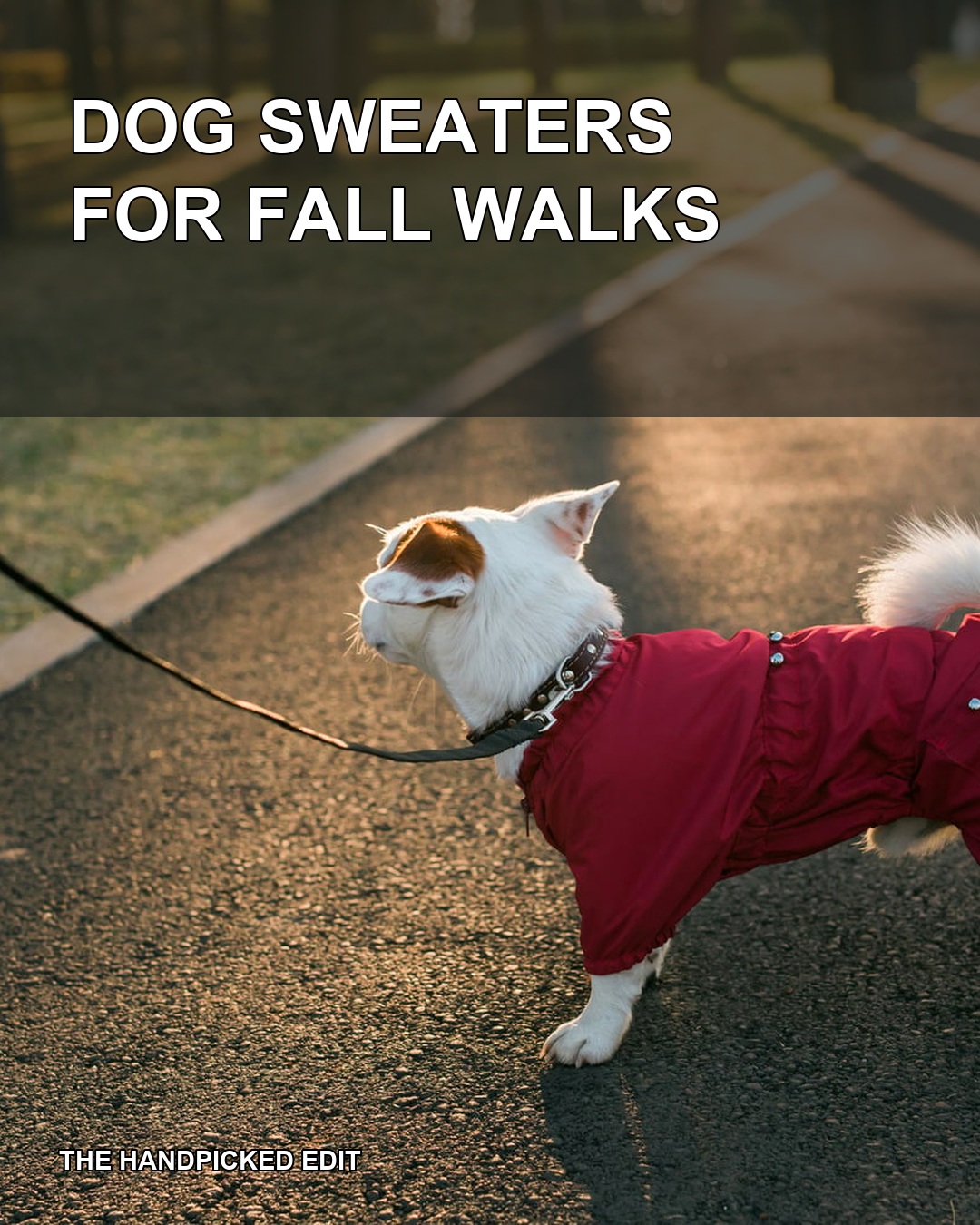 Dog Sweaters for Fall Walks: 8 Styles to Compare